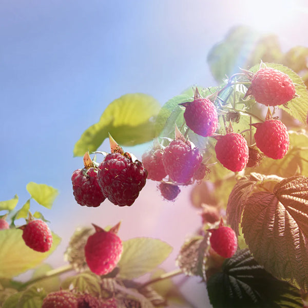 Warners Distillery US