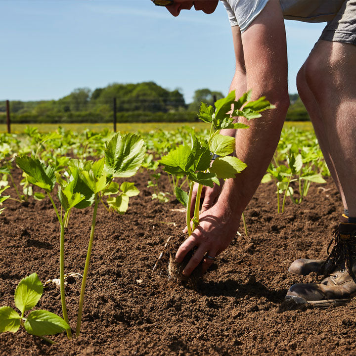 Warners Distillery US