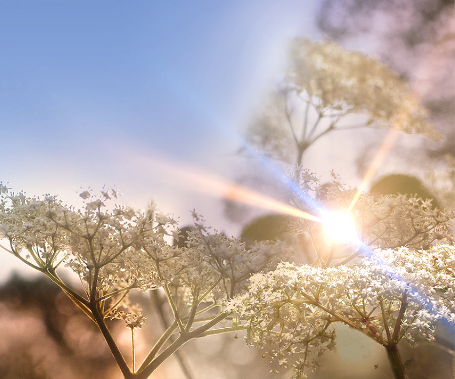 Warners Distillery US